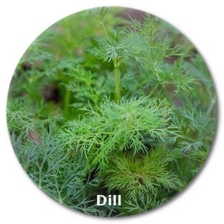 dill