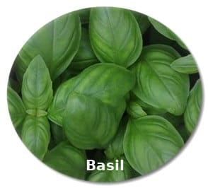  Basil