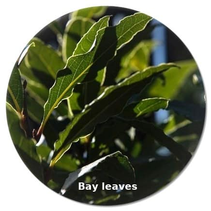 bay leaves