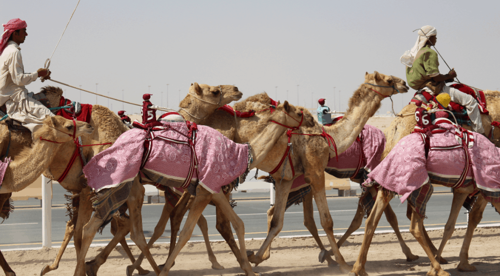 camel racing qatar