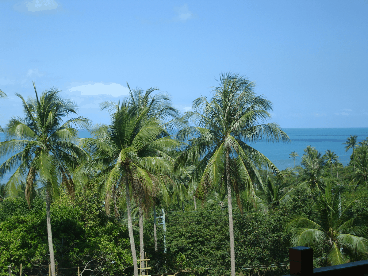 Palmtrees in Samui