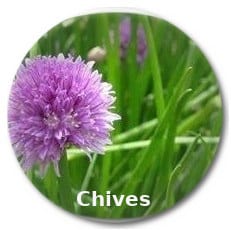 Chives