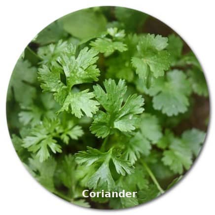 coriander