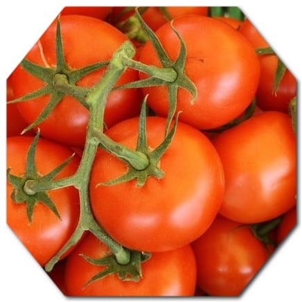 tomatoes