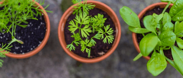 herbs growing