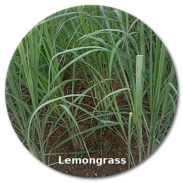 lemongrass