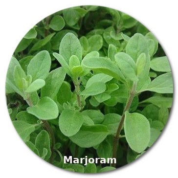 marjoram