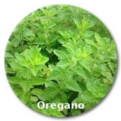 oregano