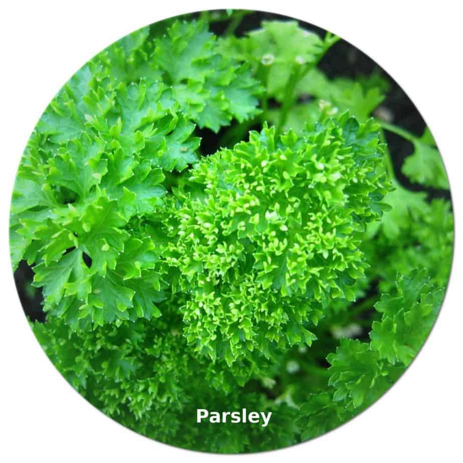 parsley
