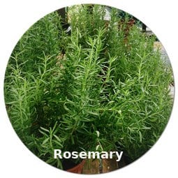 rosemary