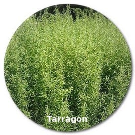 tarragon