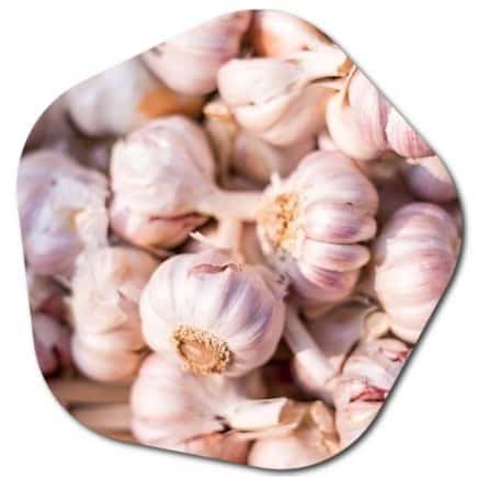 garlic