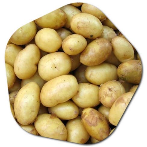 Potato