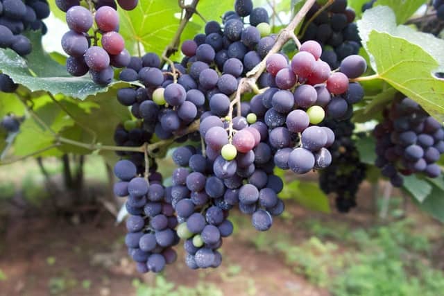 grapes in fall