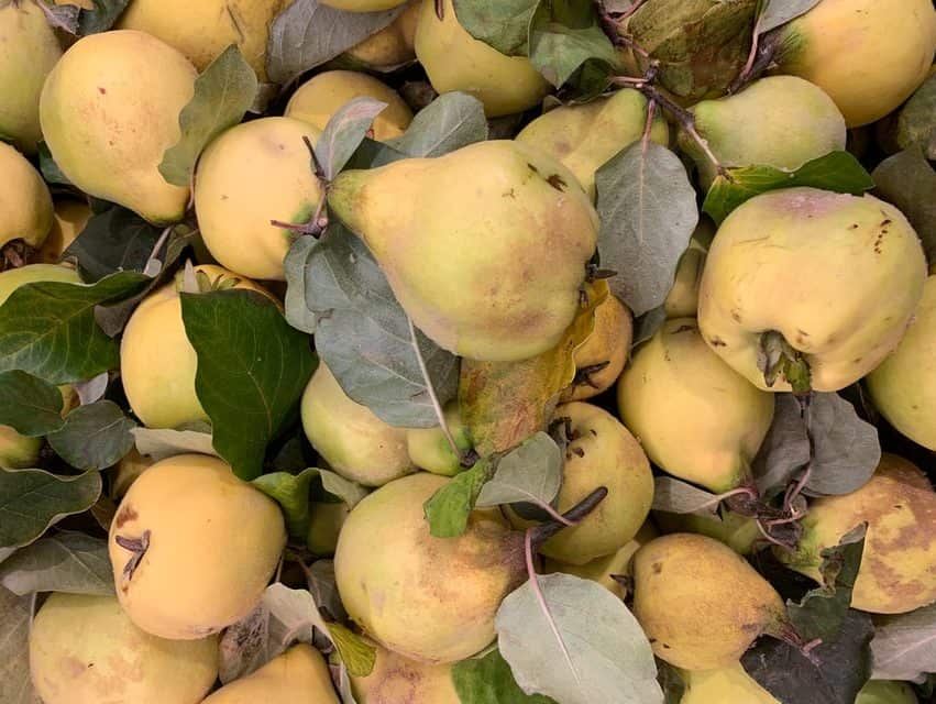 quince in fall