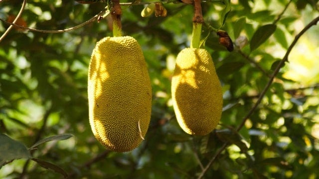 Jackfruit