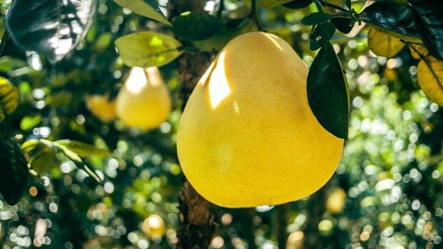 pomelo