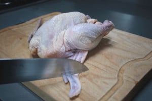 cut wing tips of baby chicken