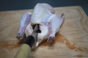 cut into the cavity of the baby chicken