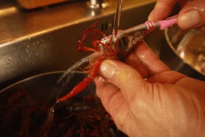 washing and brushing crayfish