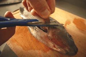 cut fins from tilapia fish