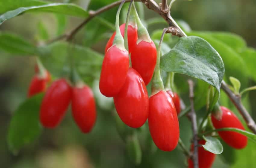 goji berries