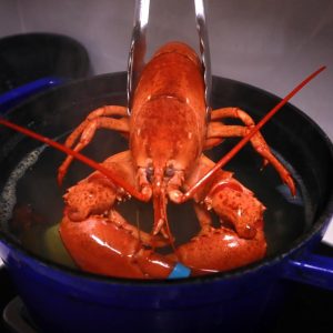 poaching lobsters