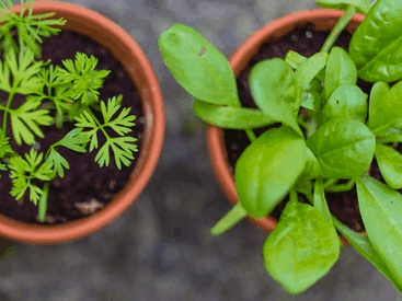 fresh herbs growing