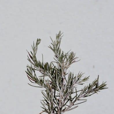 rosemary