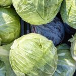 Cabbage Chronicles - All You Need to Know about Cabbages