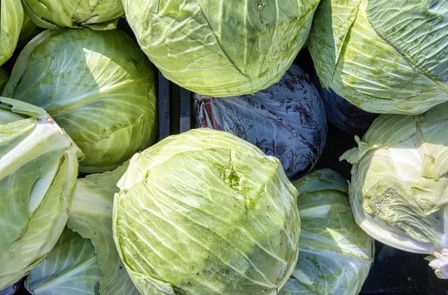 cabbages