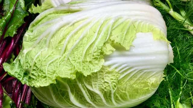 chinese cabbage