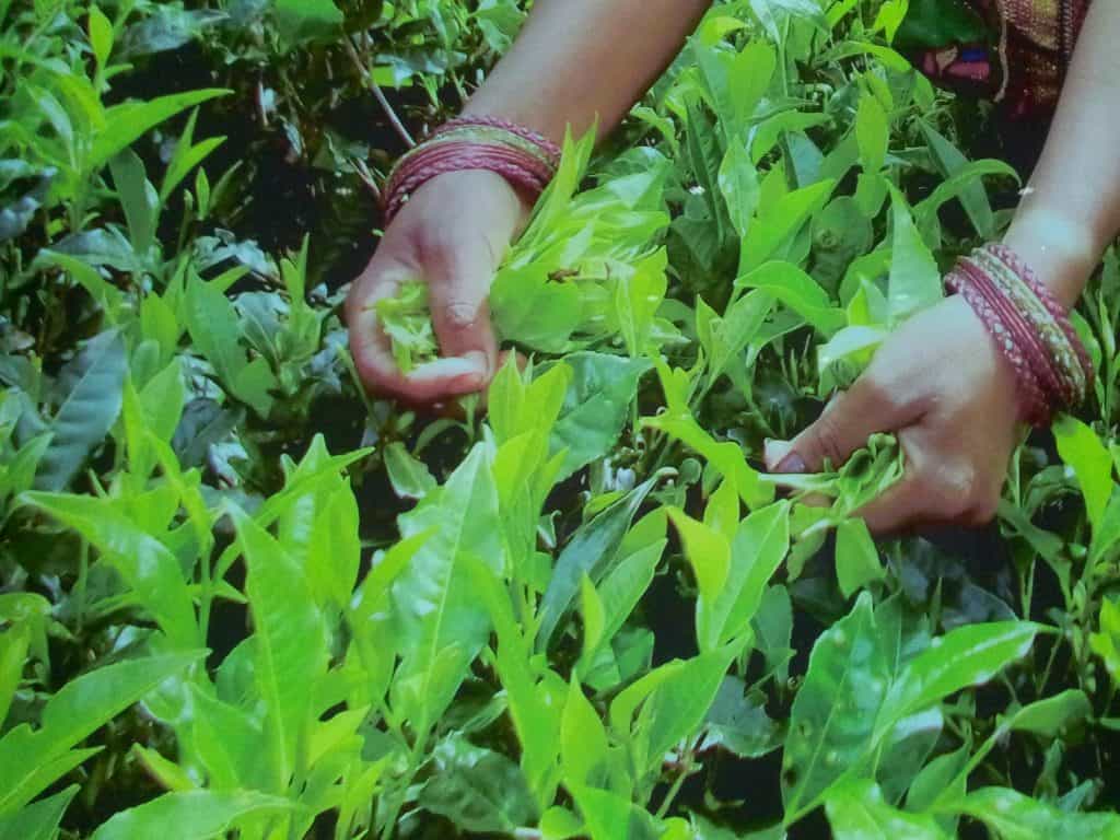 harvesting tea leaves