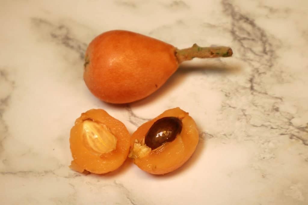 nispero fruit appearance