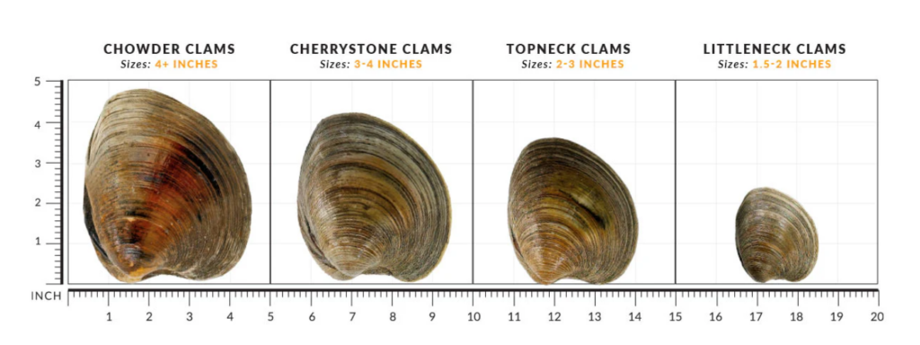 clam sizes